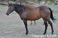 Bronco Flys Choice Loading...